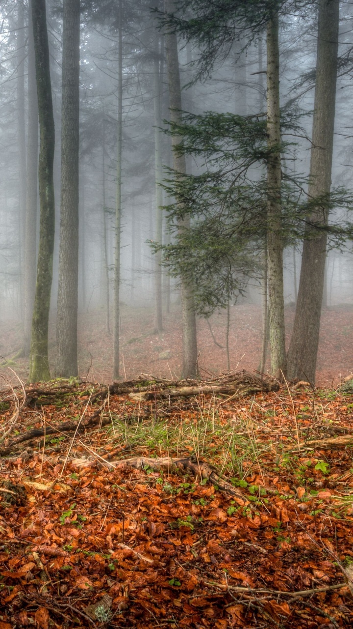 Обои лесистая местность, лес, ель, дерево, природный ландшафт в разрешении 720x1280