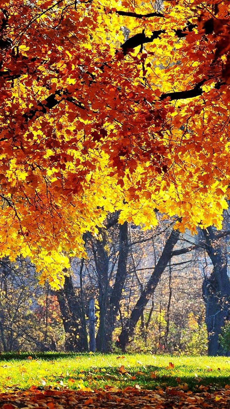 Обои осень, сезон, дерево, лист, природа в разрешении 750x1334