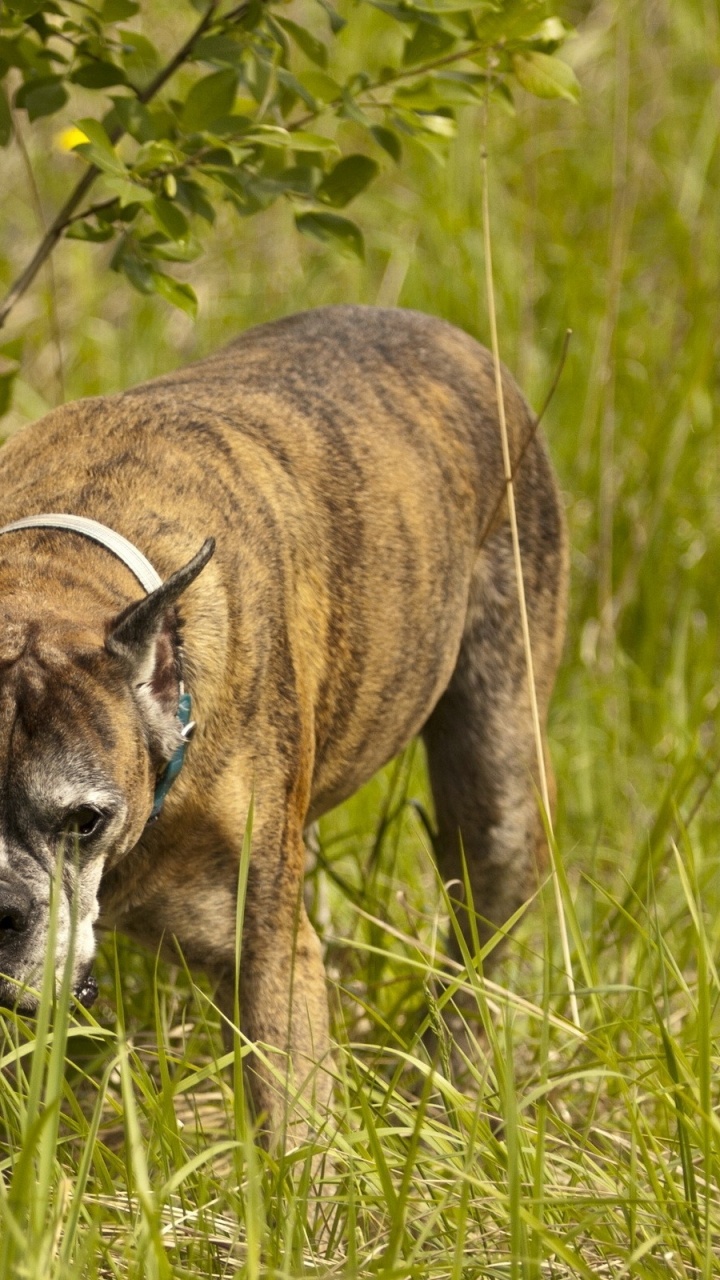 Обои боксер, Бульдог, щенок, собака породы, староанглийский бульдог в разрешении 720x1280