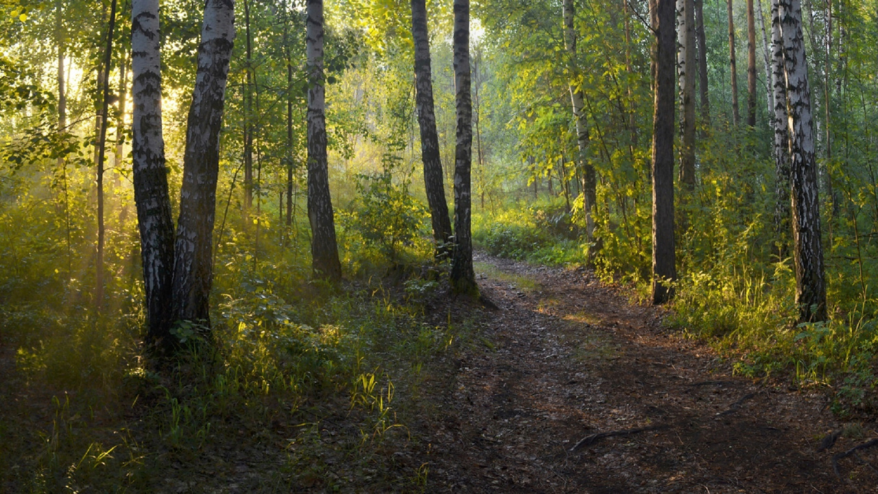 Обои лесистая местность, лес, растительность, дерево, природа в разрешении 1280x720