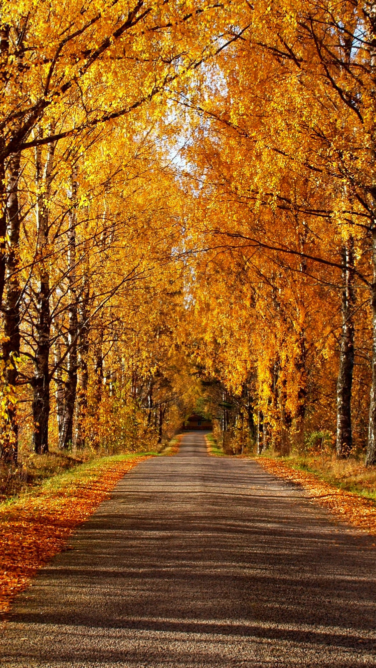 Обои лес, дерево, природа, осень, листопадные в разрешении 750x1334