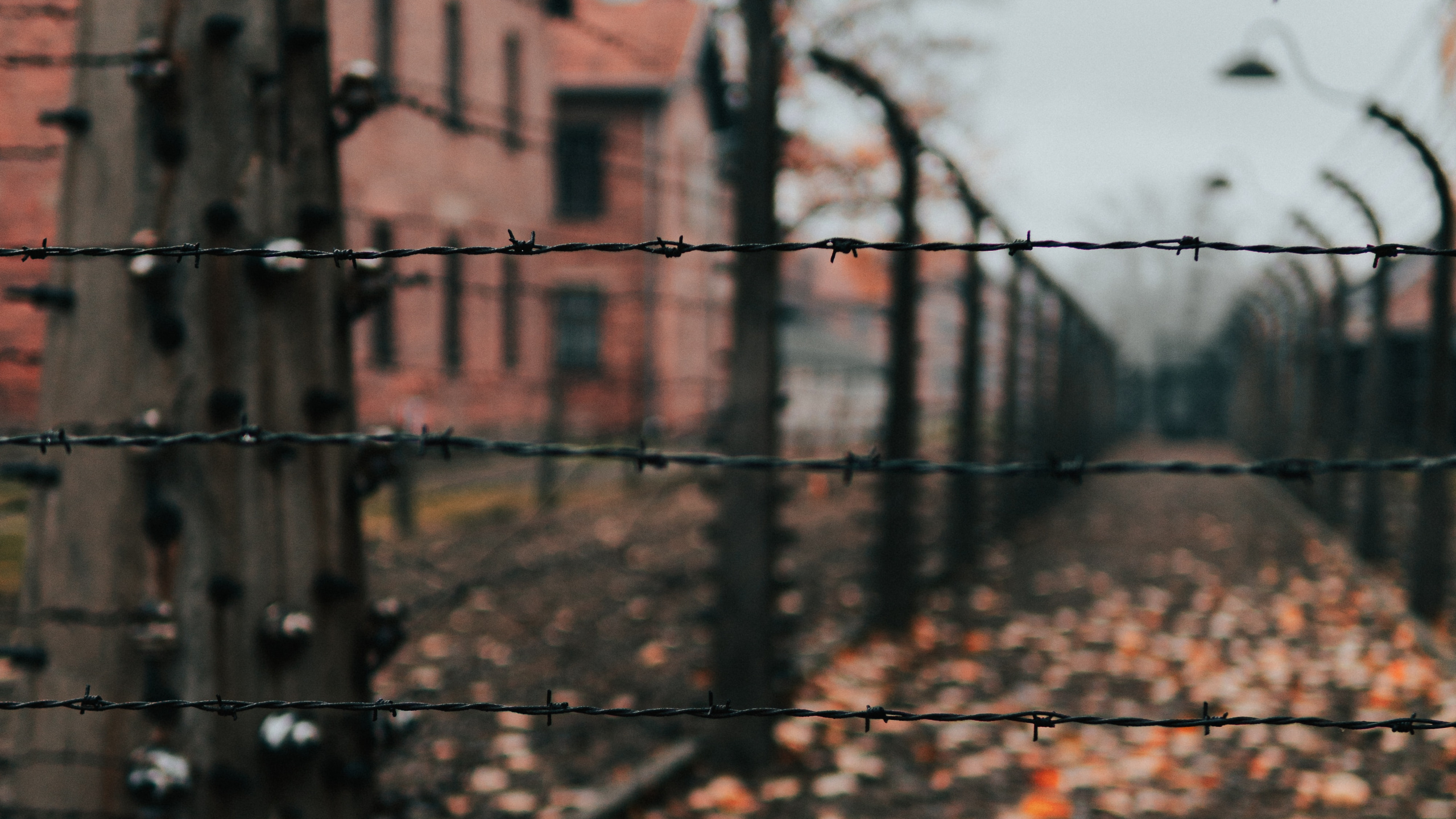 Обои забор, стена, дерево, лист, кирпич в разрешении 2560x1440