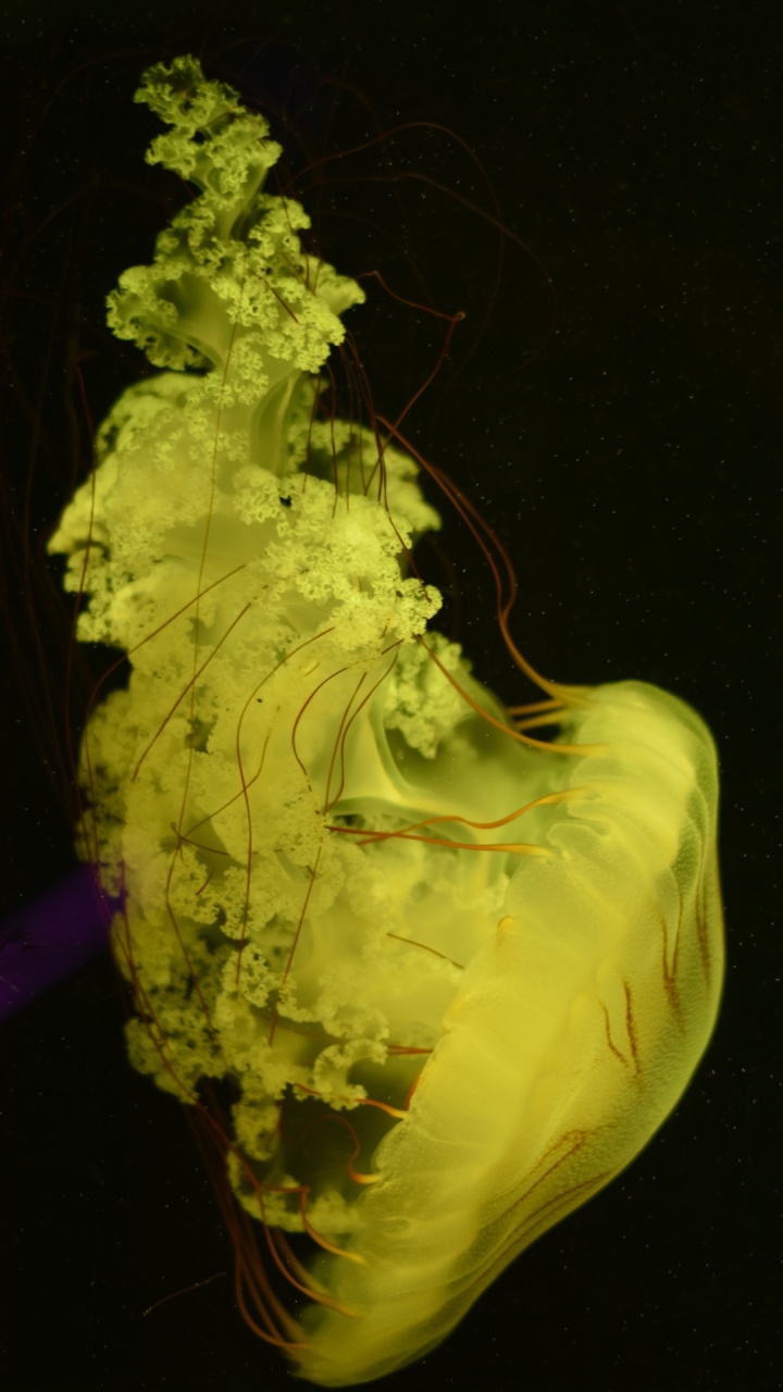 Обои человеческое тело, скульптура, растение, арт, жидкий в разрешении 720x1280