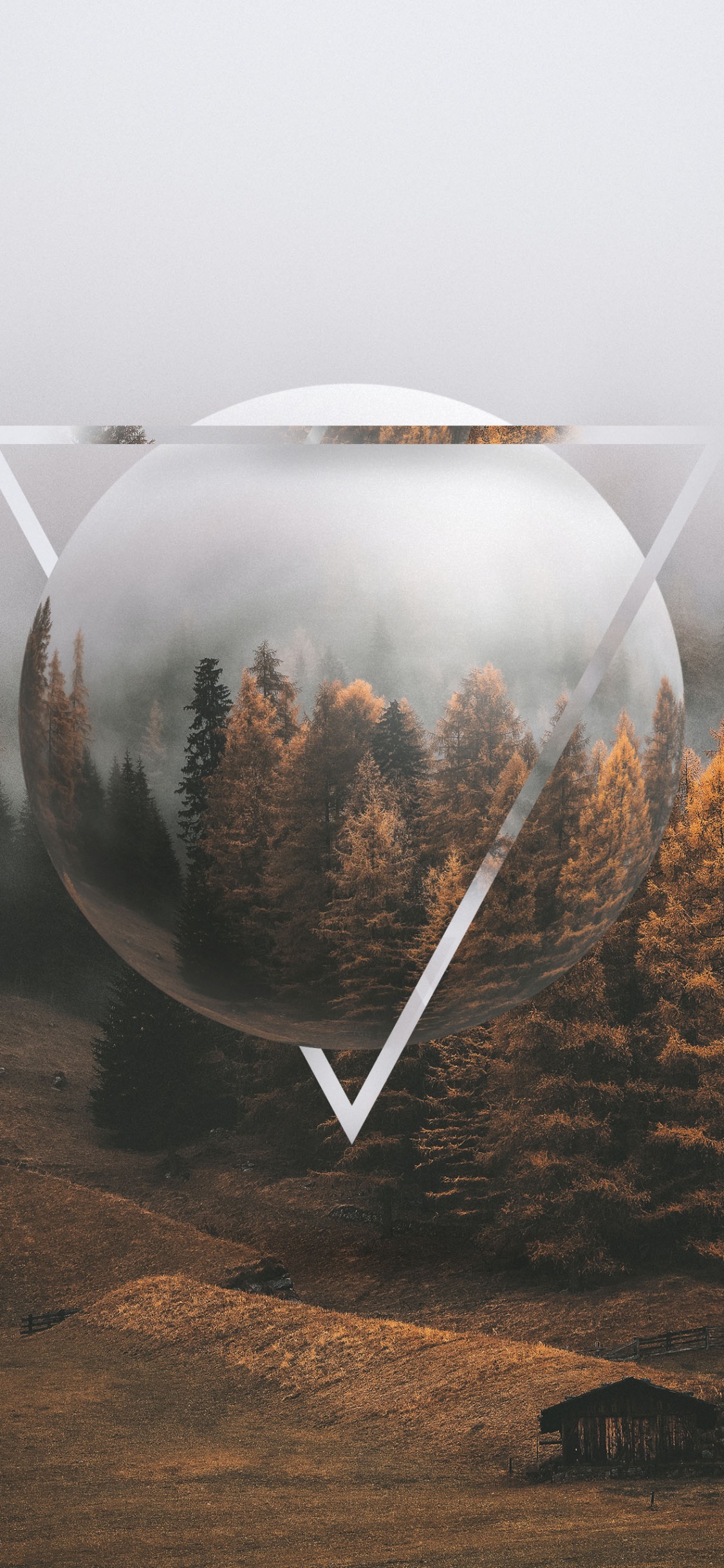 Обои осень, растение, окружающая среда, ветвь, природный ландшафт в разрешении 1125x2436