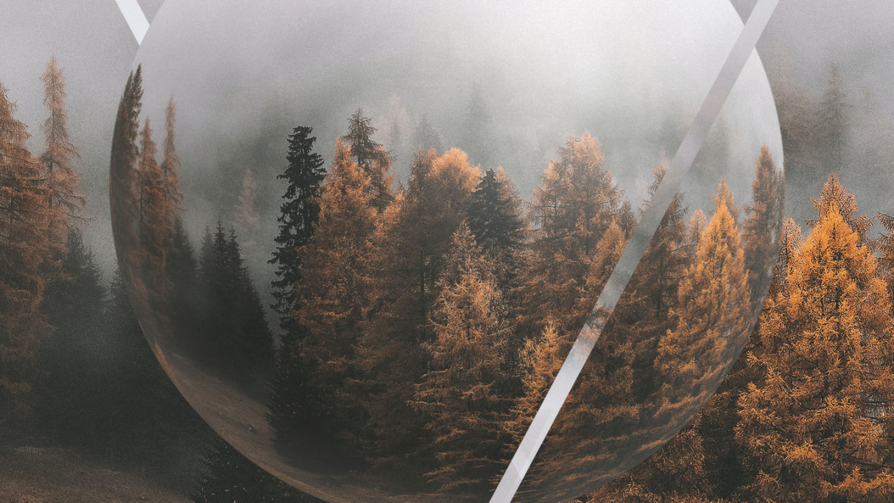 Обои осень, растение, окружающая среда, ветвь, природный ландшафт в разрешении 1280x720