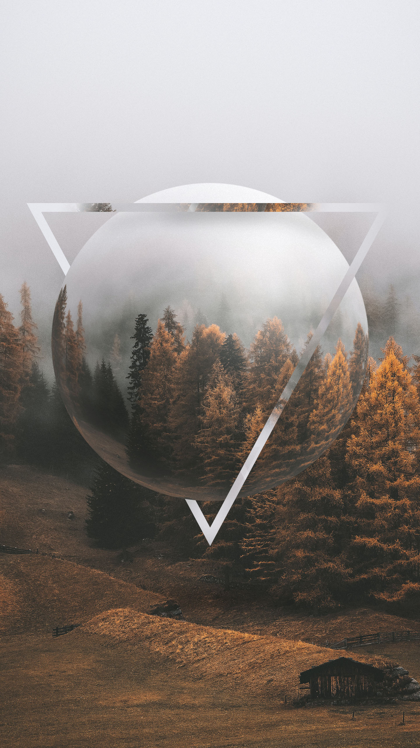 Обои осень, растение, окружающая среда, ветвь, природный ландшафт в разрешении 1440x2560