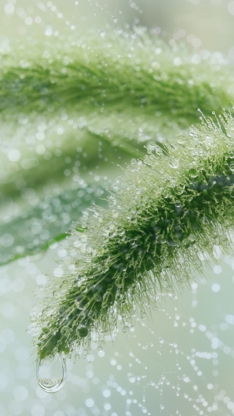 Обои дождь трава дождь капля воды, рассада, вода, трава, падение в разрешении 750x1334