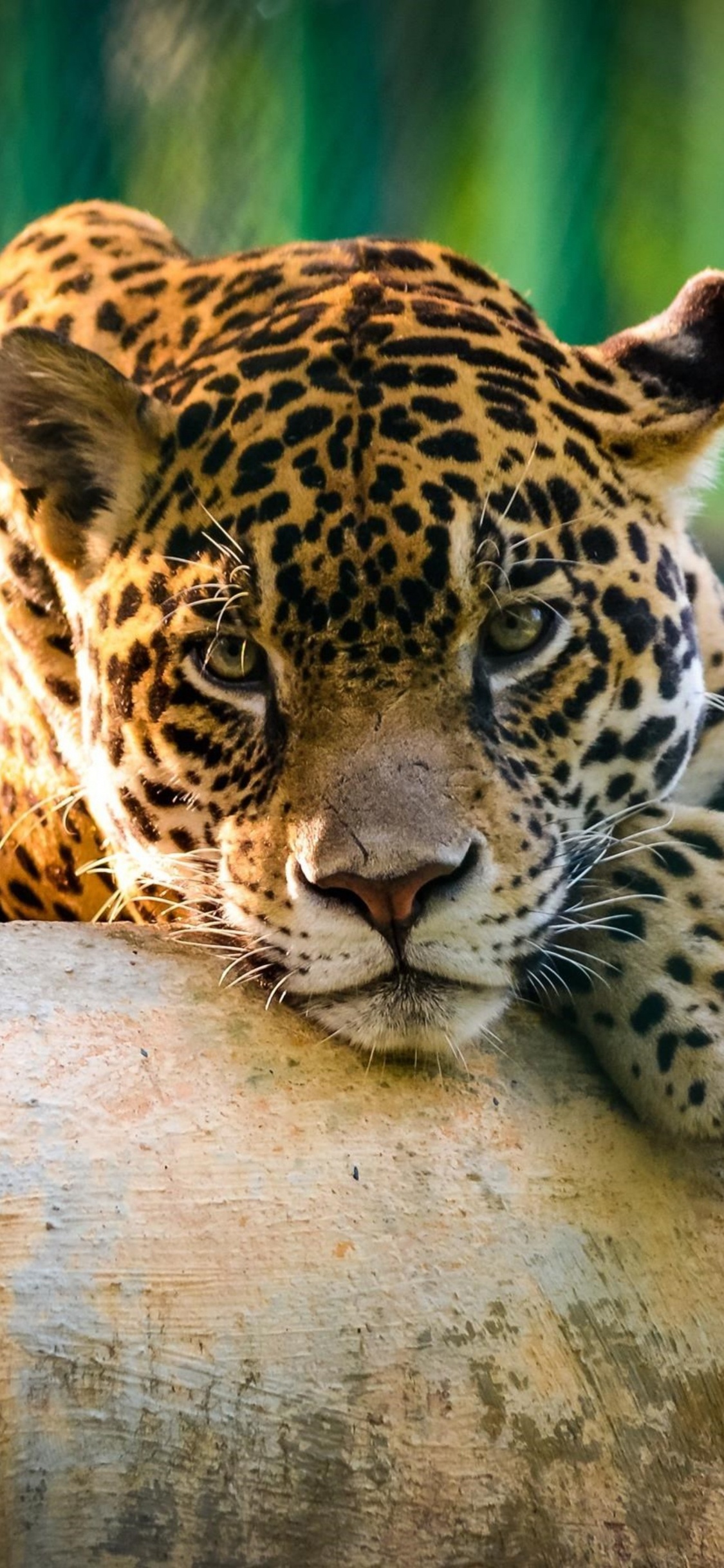 Обои Ягуар, Леопард, Гепард, Лев, большая кошка в разрешении 1125x2436