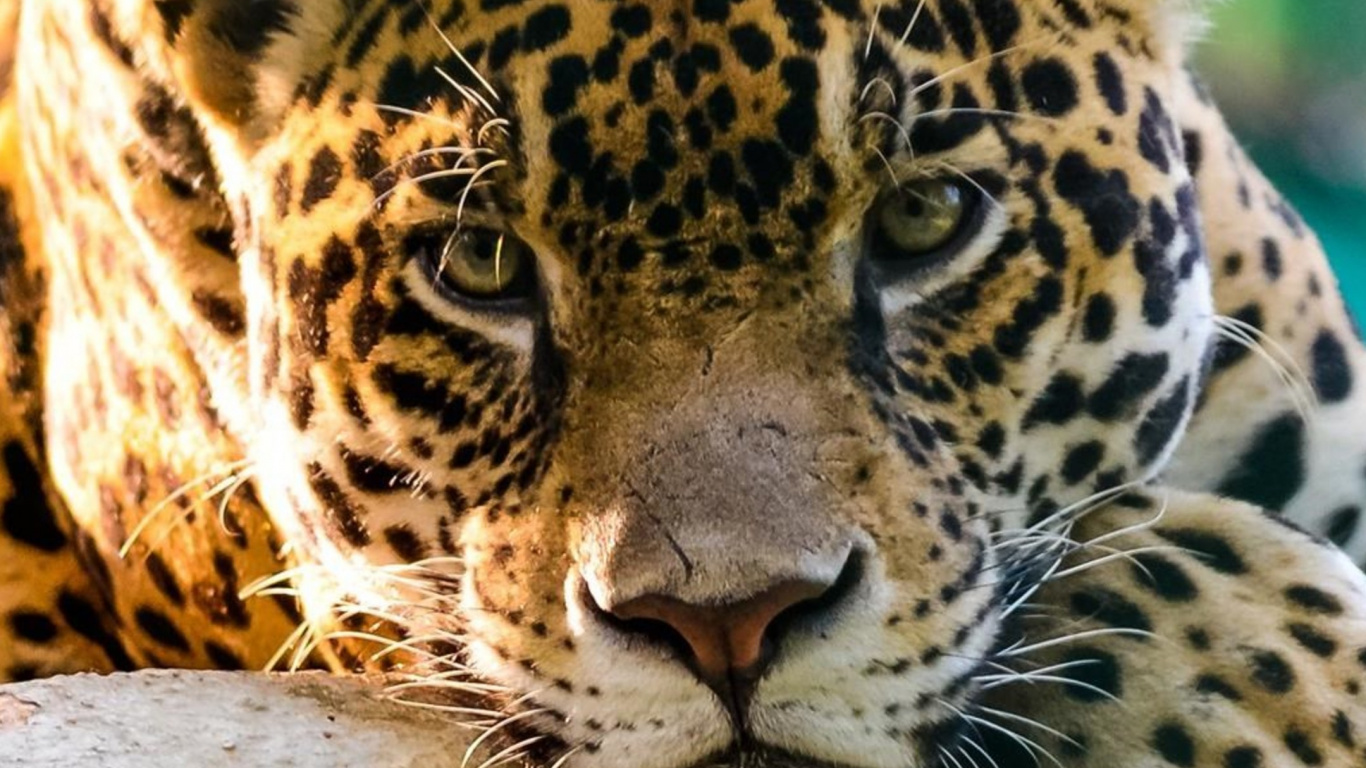 Обои Ягуар, Леопард, Гепард, Лев, большая кошка в разрешении 1366x768