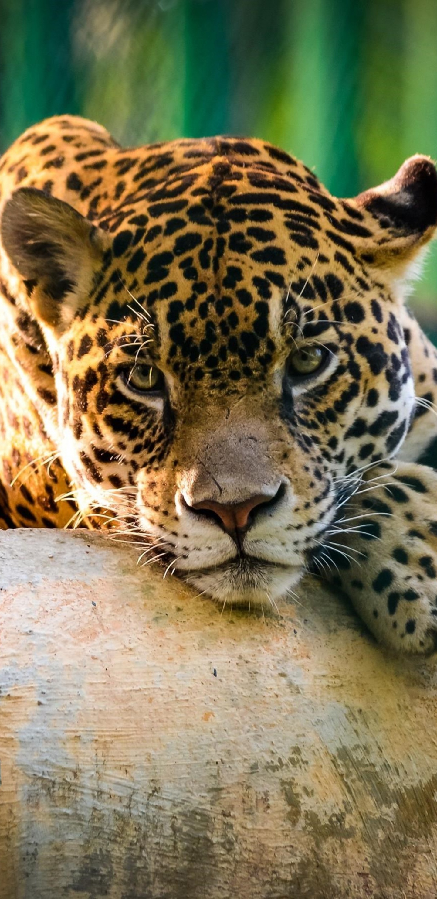 Обои Ягуар, Леопард, Гепард, Лев, большая кошка в разрешении 1440x2960