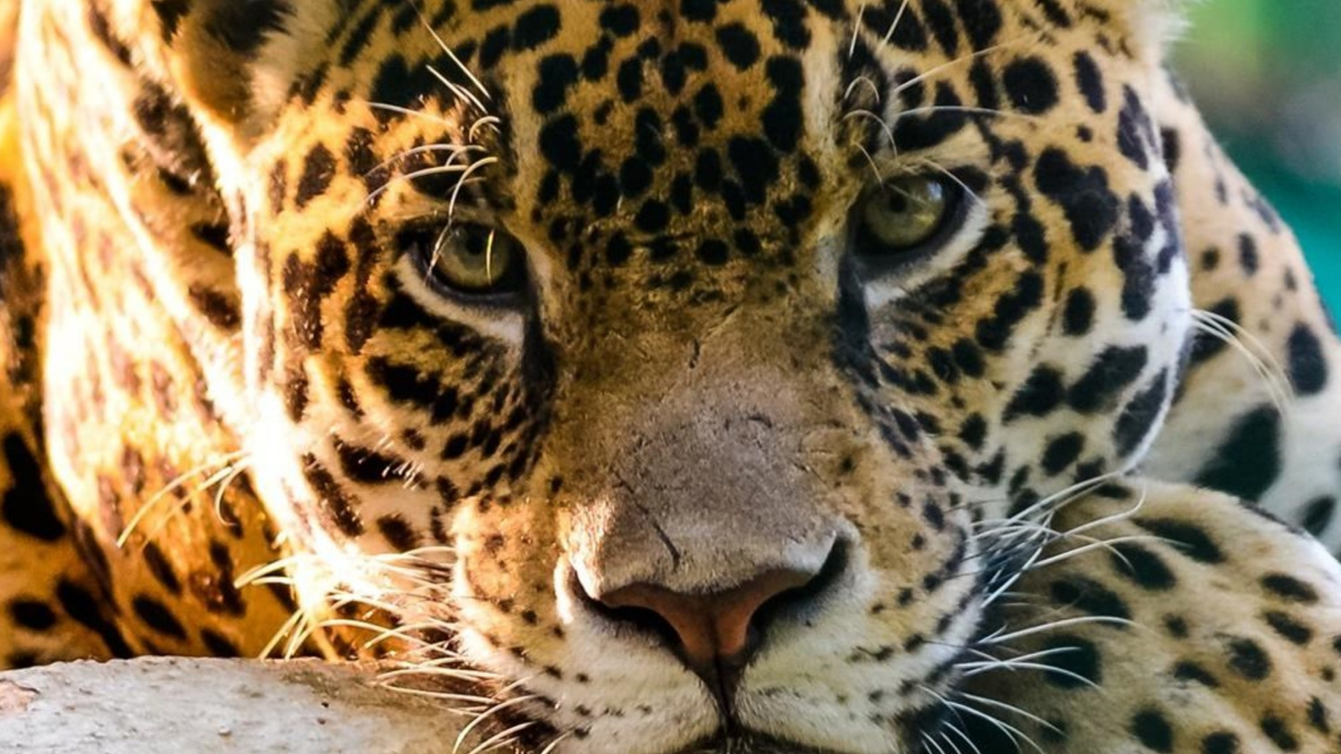 Обои Ягуар, Леопард, Гепард, Лев, большая кошка в разрешении 1920x1080