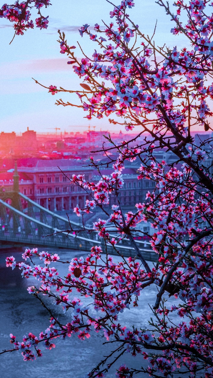 Обои Gellrt Хилл, отель амбра, цветок, дневное время, ботаники в разрешении 720x1280