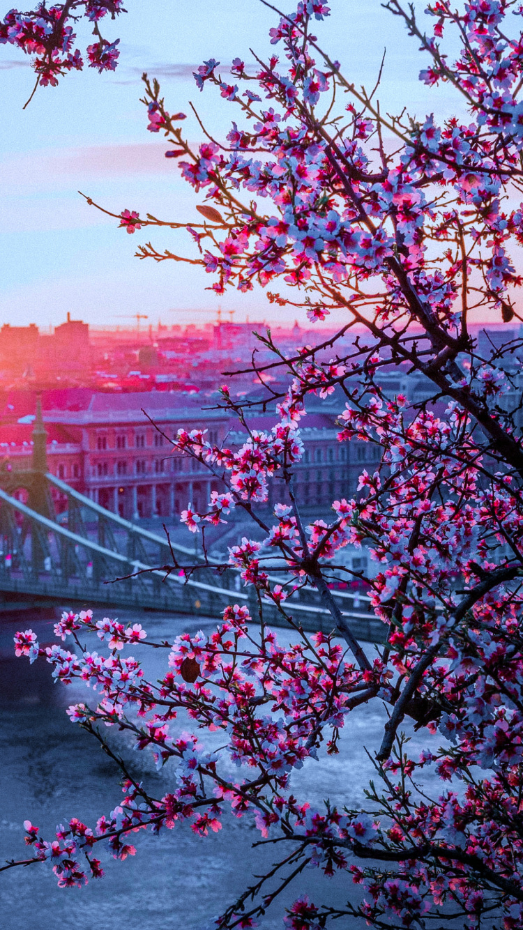 Обои Gellrt Хилл, отель амбра, цветок, дневное время, ботаники в разрешении 750x1334