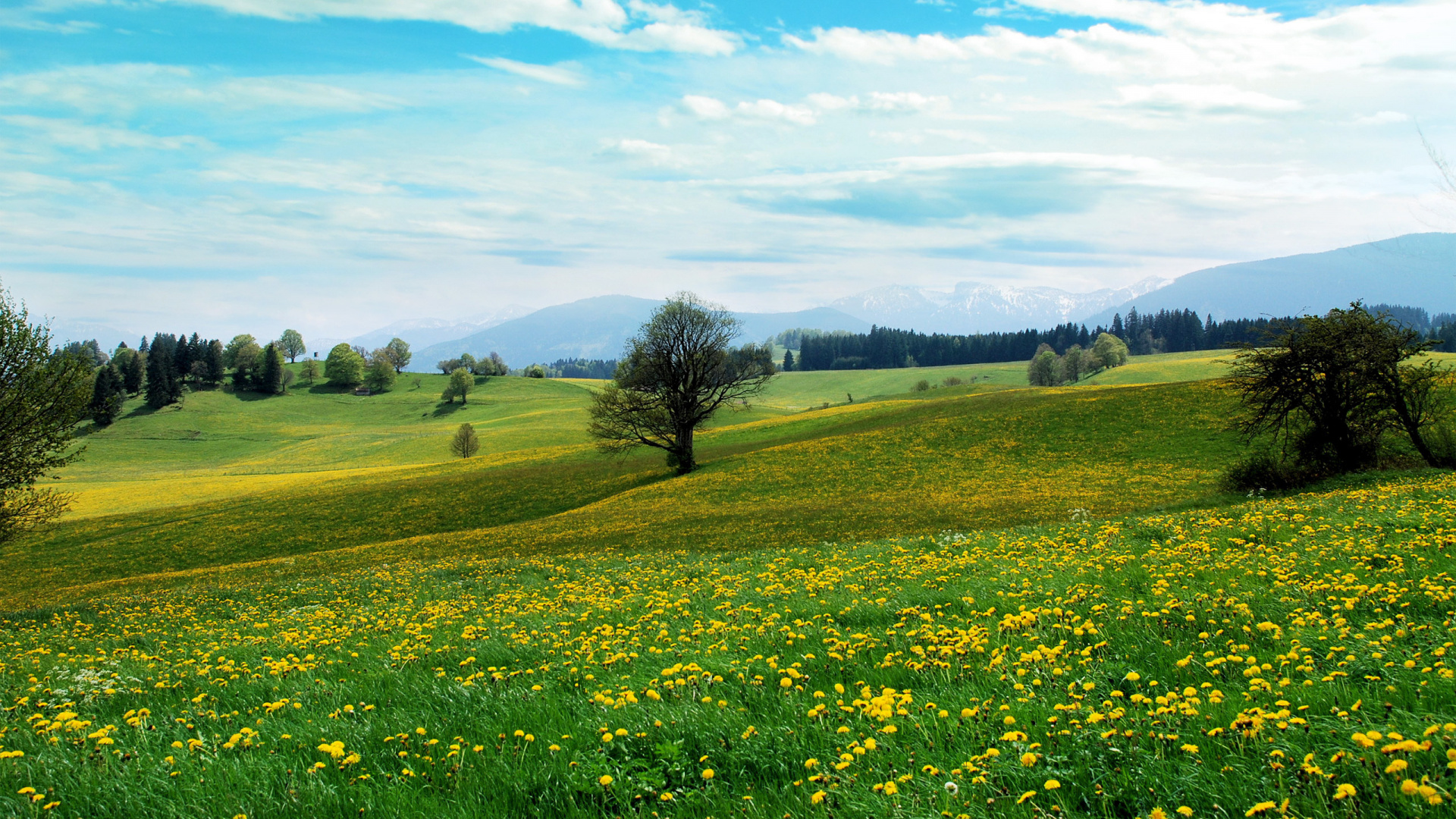 Обои луг, сенокосное угодье, выгон, поле, пейзажи гор в разрешении 1920x1080