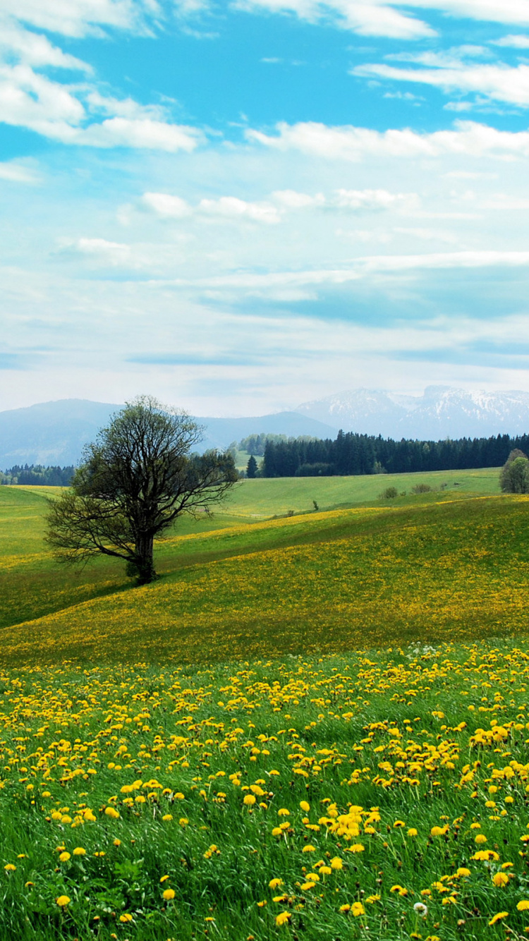 Обои луг, сенокосное угодье, выгон, поле, пейзажи гор в разрешении 750x1334