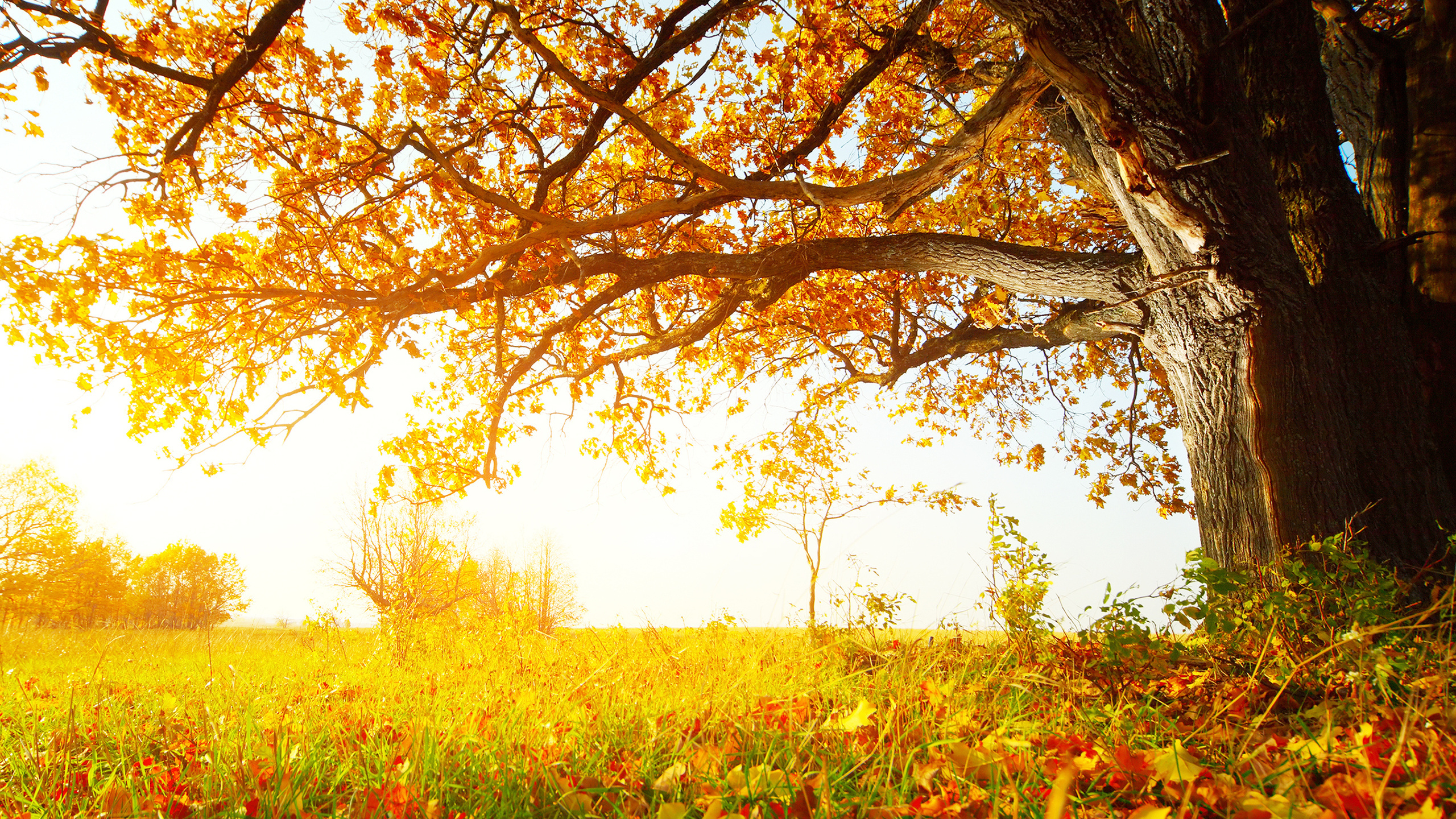 Обои осень, природа, дерево, лист, желтый в разрешении 2560x1440. 