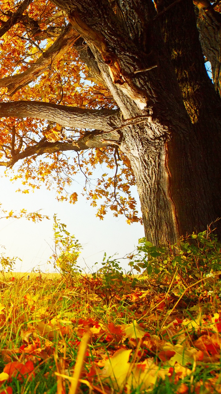 Обои осень, природа, дерево, лист, желтый в разрешении 720x1280