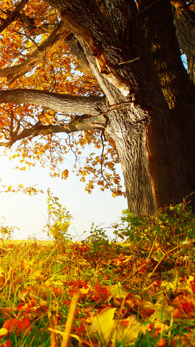 Обои осень, природа, дерево, лист, желтый в разрешении 750x1334