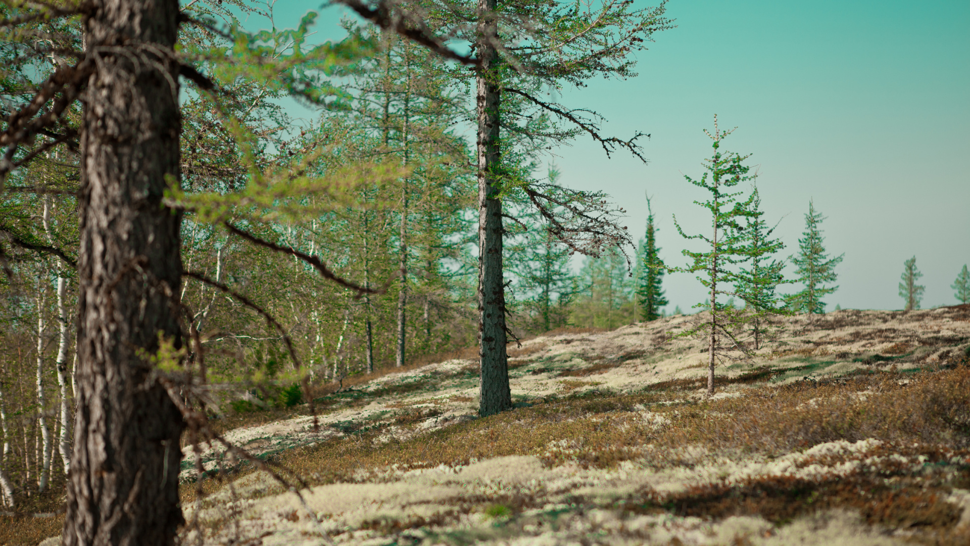 Обои растительность, лес, лесистая местность, тундра, экосистема в разрешении 1920x1080