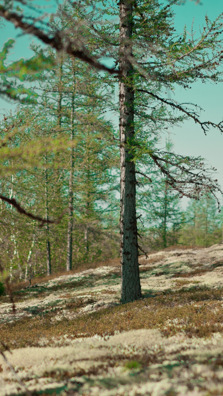 Обои растительность, лес, лесистая местность, тундра, экосистема в разрешении 720x1280