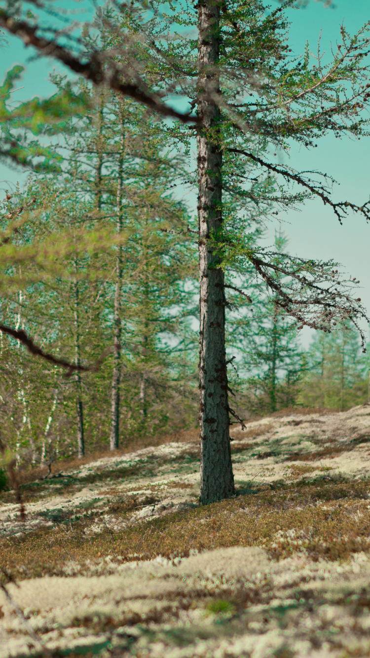 Обои растительность, лес, лесистая местность, тундра, экосистема в разрешении 750x1334