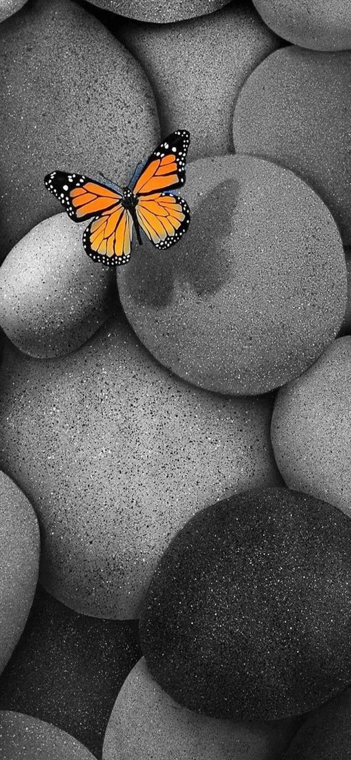 Обои насекомое, бабочка, мотыльки и бабочки, булыжник, бабочкамонарх в разрешении 1125x2436