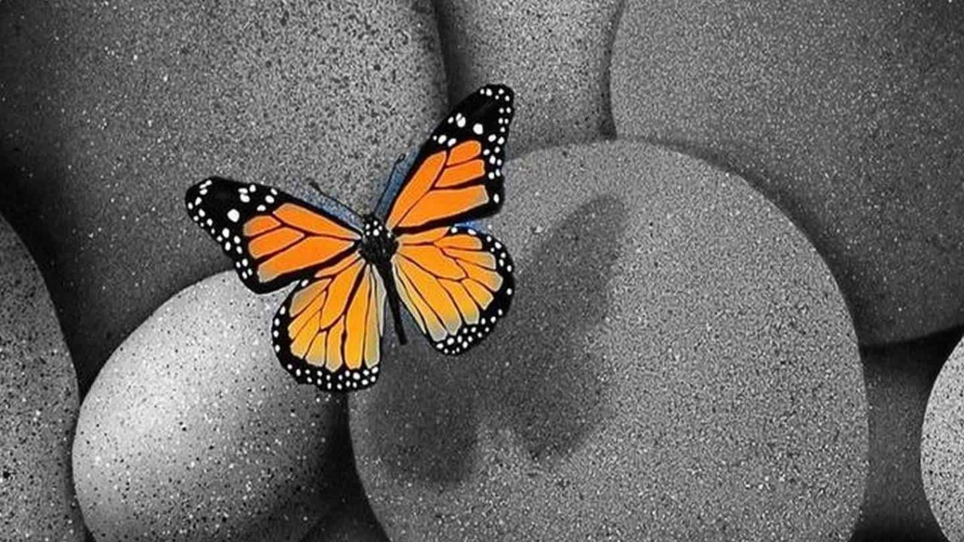 Обои насекомое, бабочка, мотыльки и бабочки, булыжник, бабочкамонарх в разрешении 1366x768