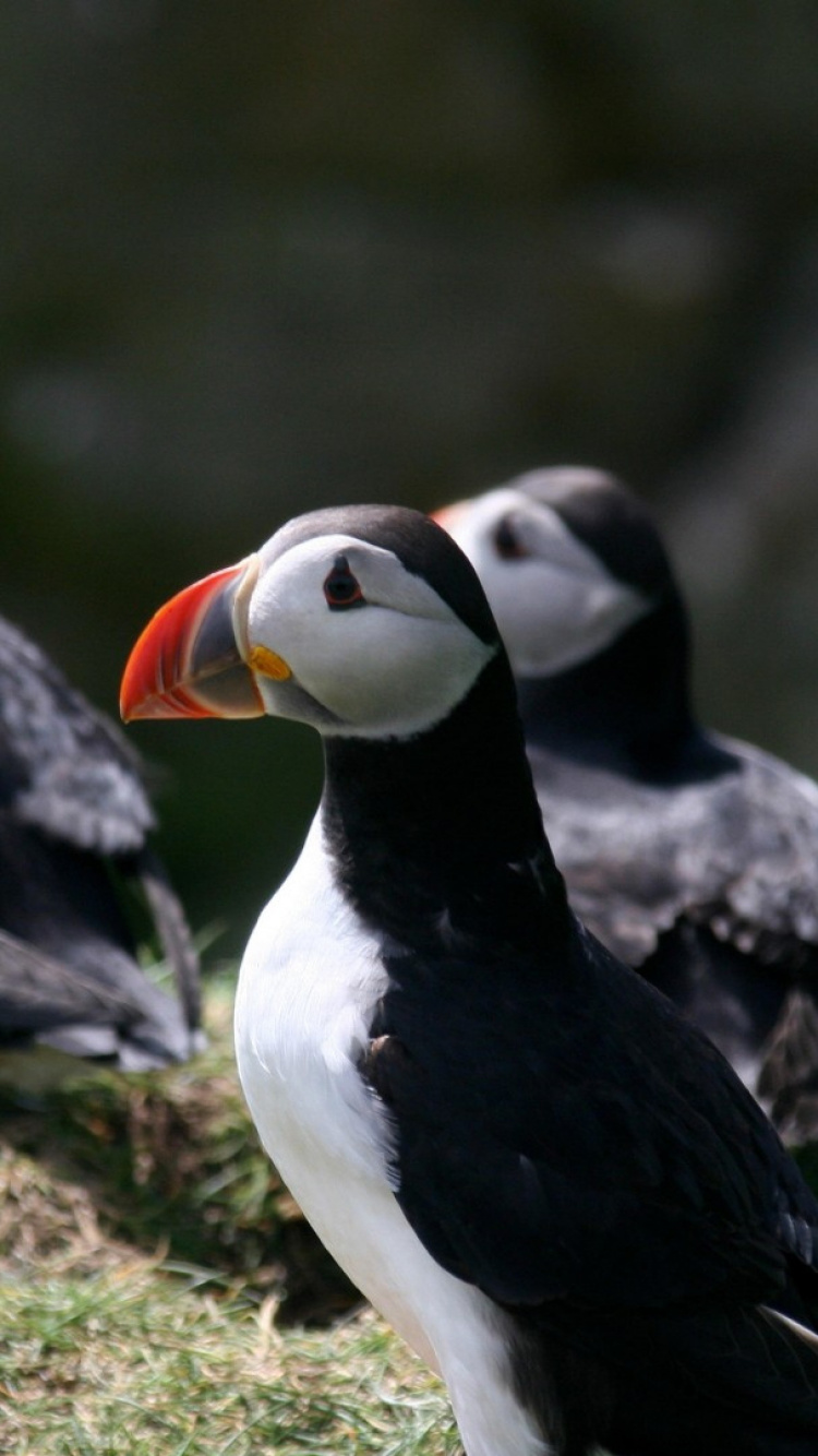 Обои Атлантический Буревестник, гагарка, птица, тупик, клюв в разрешении 750x1334