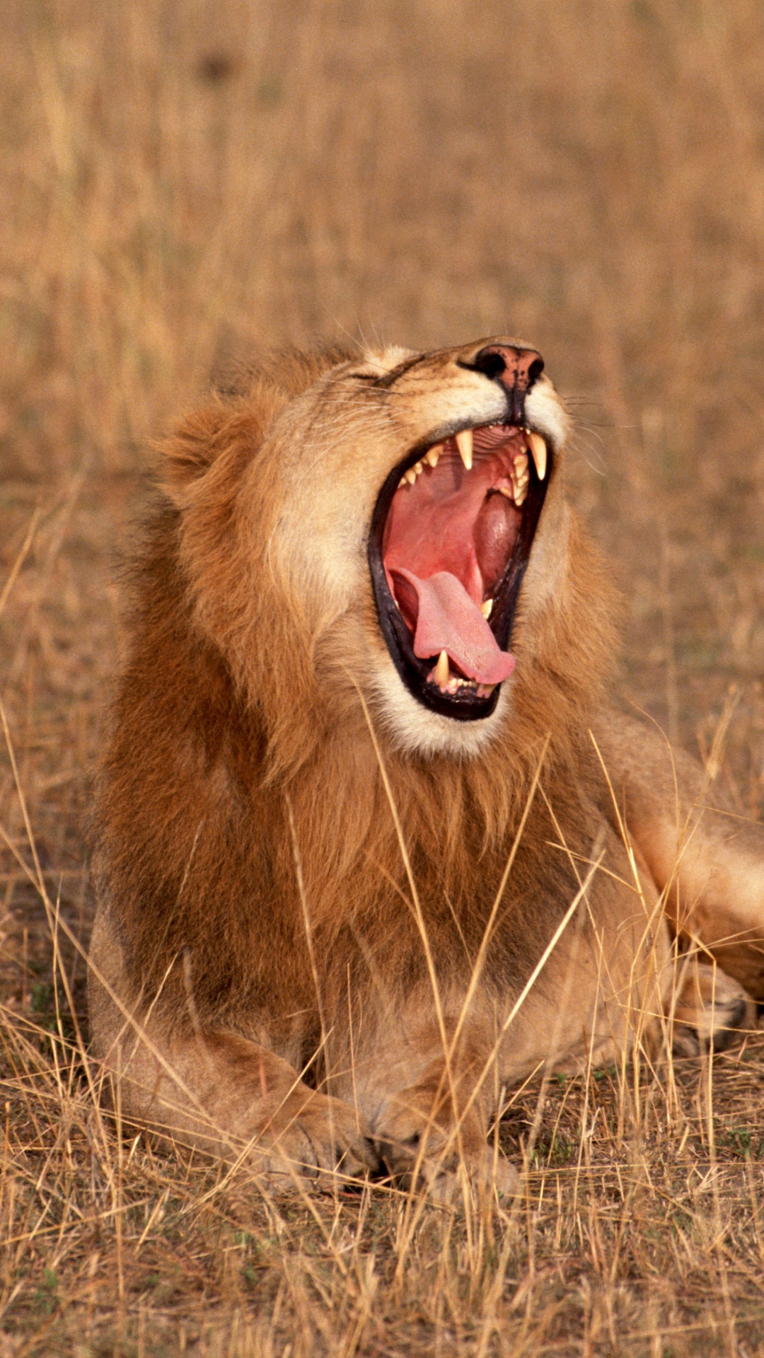 Обои Лев, живая природа, масаи Лев, зевок, мимика в разрешении 1080x1920