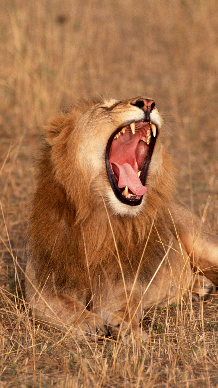 Обои Лев, живая природа, масаи Лев, зевок, мимика в разрешении 750x1334