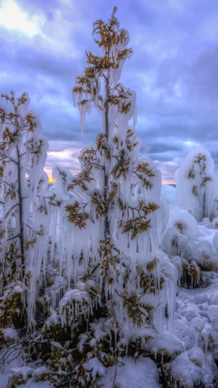 Обои снег, облако, зима, дерево, замораживание в разрешении 750x1334