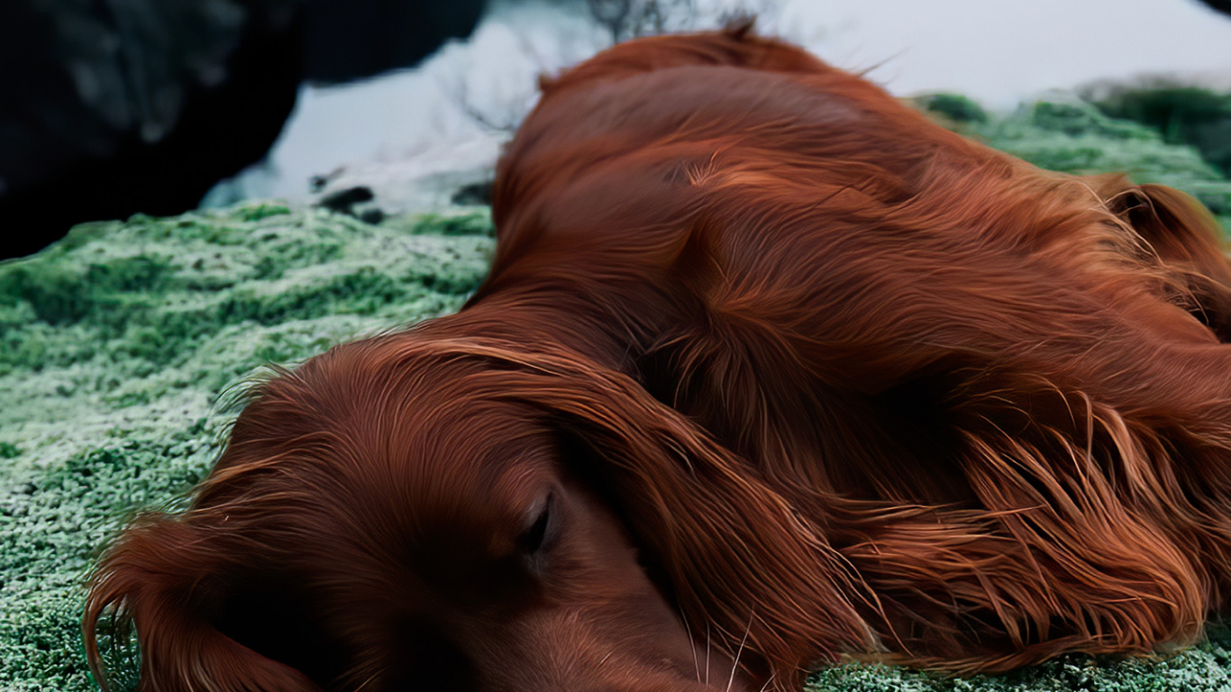 Обои такса, ирландский сеттер, английский спрингер спаниель, золотистый ретривер, английский кокер спаниель в разрешении 1366x768