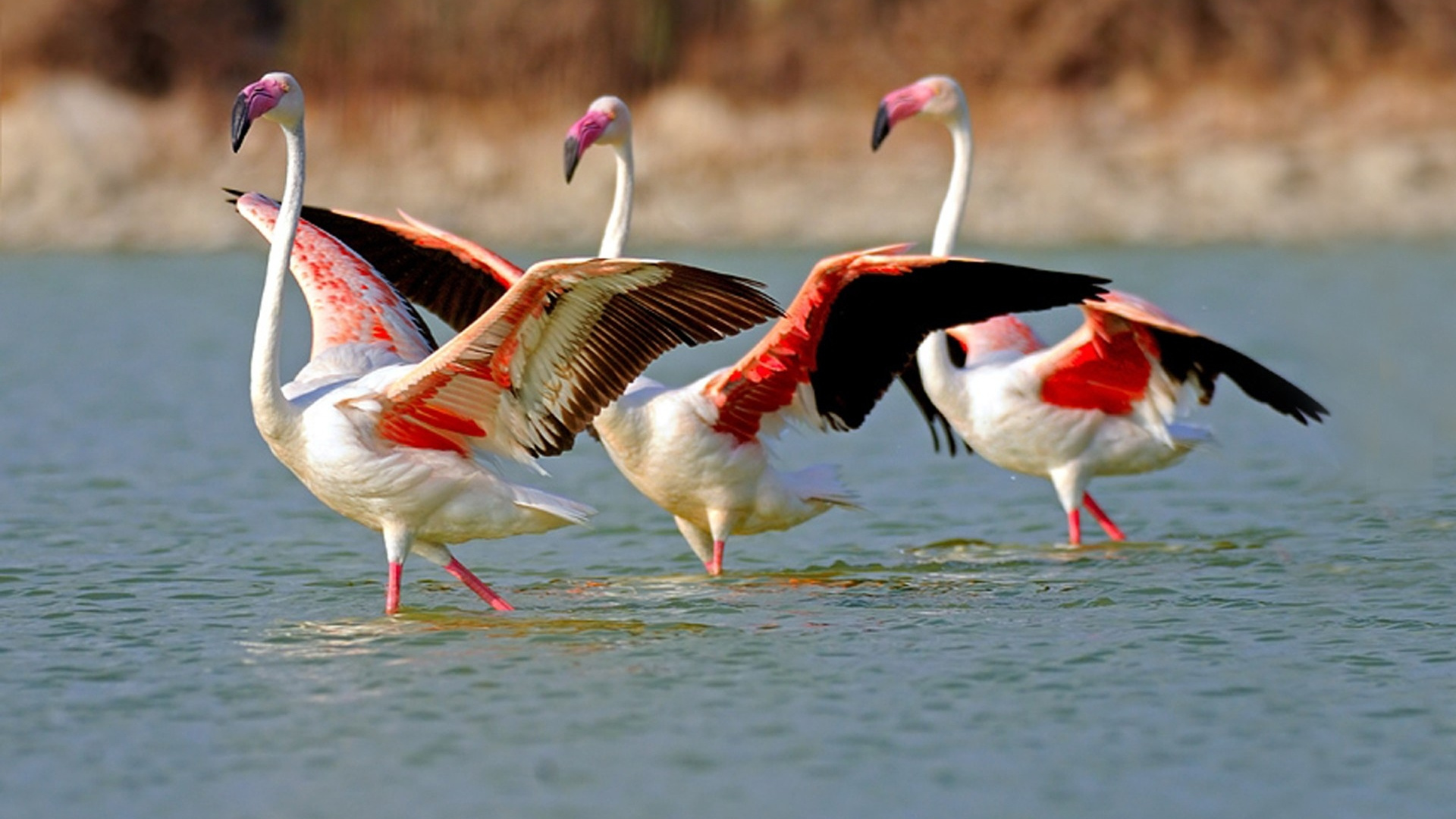 Обои аист, озеро накуру, фламинго, водоплавающие птицы, птица в разрешении 1920x1080