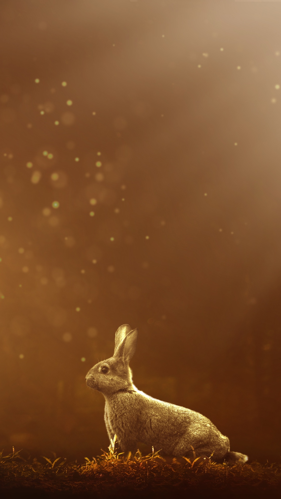 Обои кролик, атмосфера, заяц, утро, Кролики и зайцы в разрешении 1080x1920