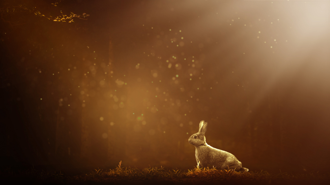 Обои кролик, атмосфера, заяц, утро, Кролики и зайцы в разрешении 1280x720
