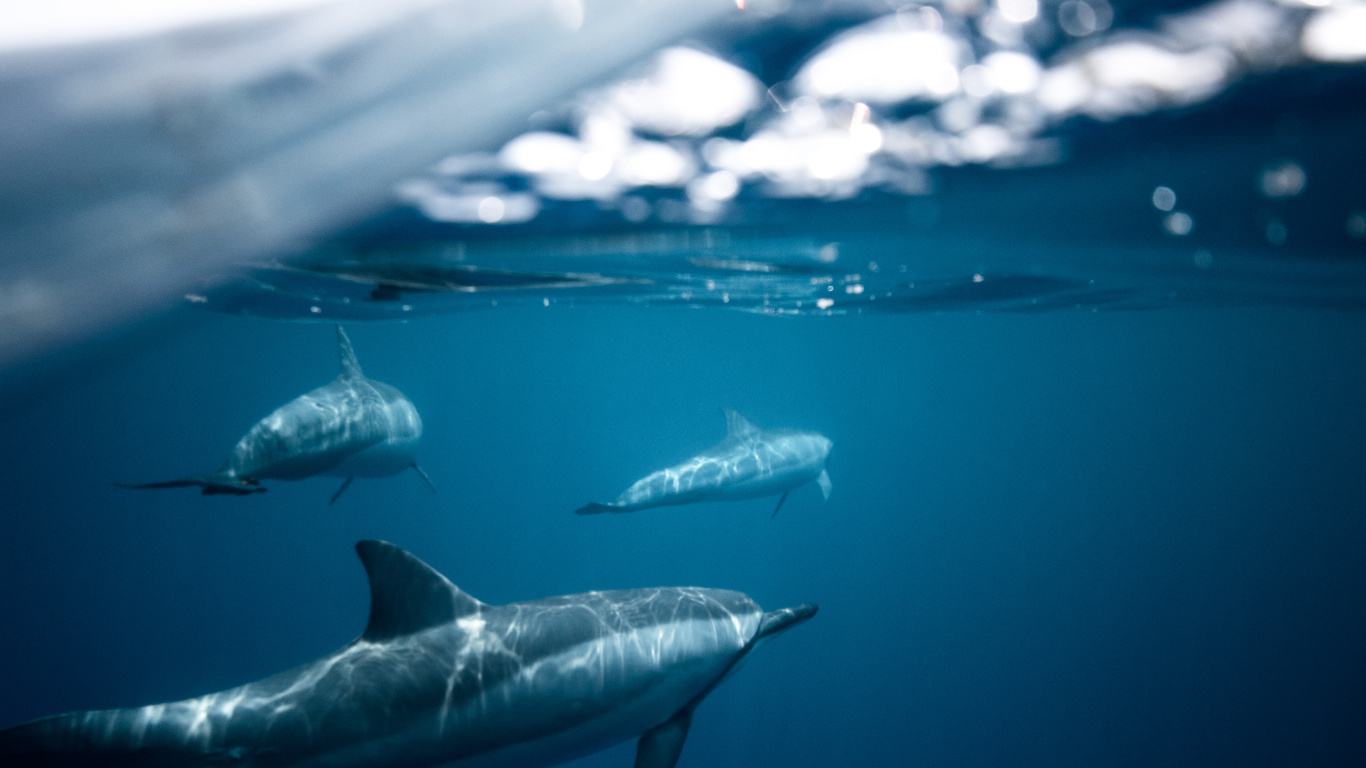 Обои дельфины темная вода, Дельфин, вода, Spinner Дельфин, белых в разрешении 1366x768