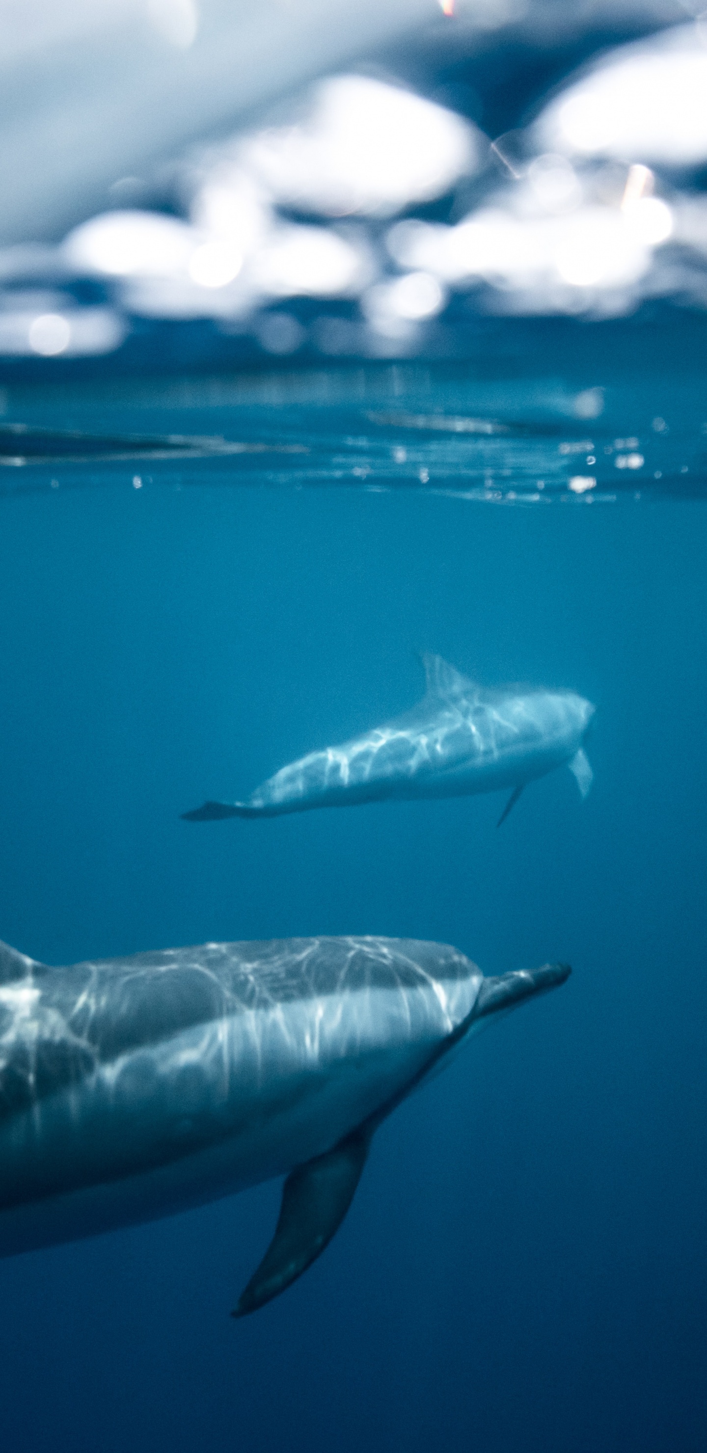 Обои дельфины темная вода, Дельфин, вода, Spinner Дельфин, белых в разрешении 1440x2960