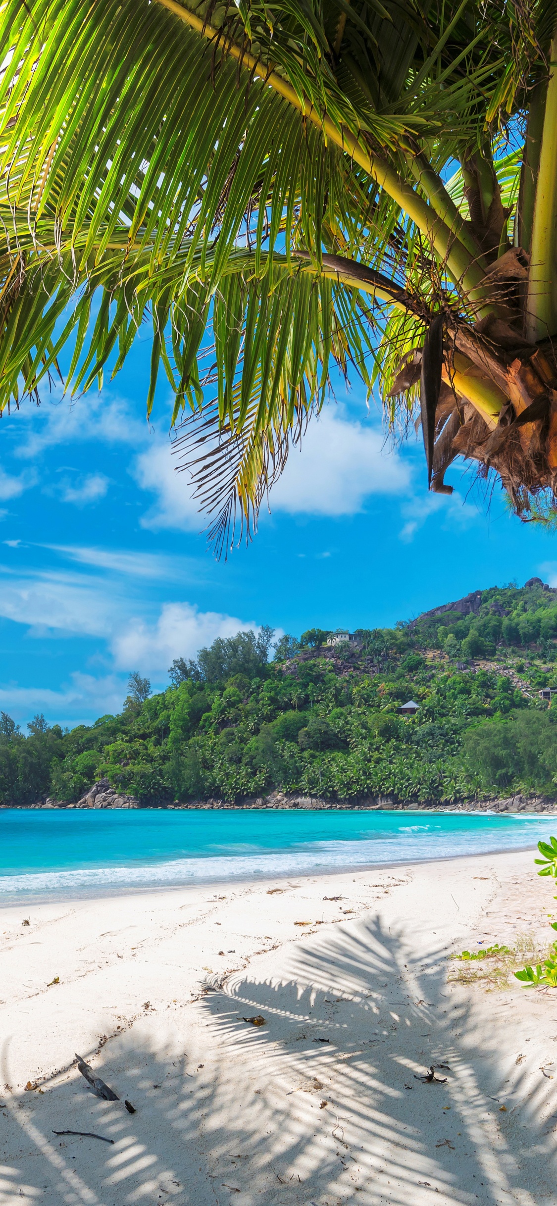 Обои тропическая зона, Пальма, Карибский бассейн, пляж, берег в разрешении 1125x2436