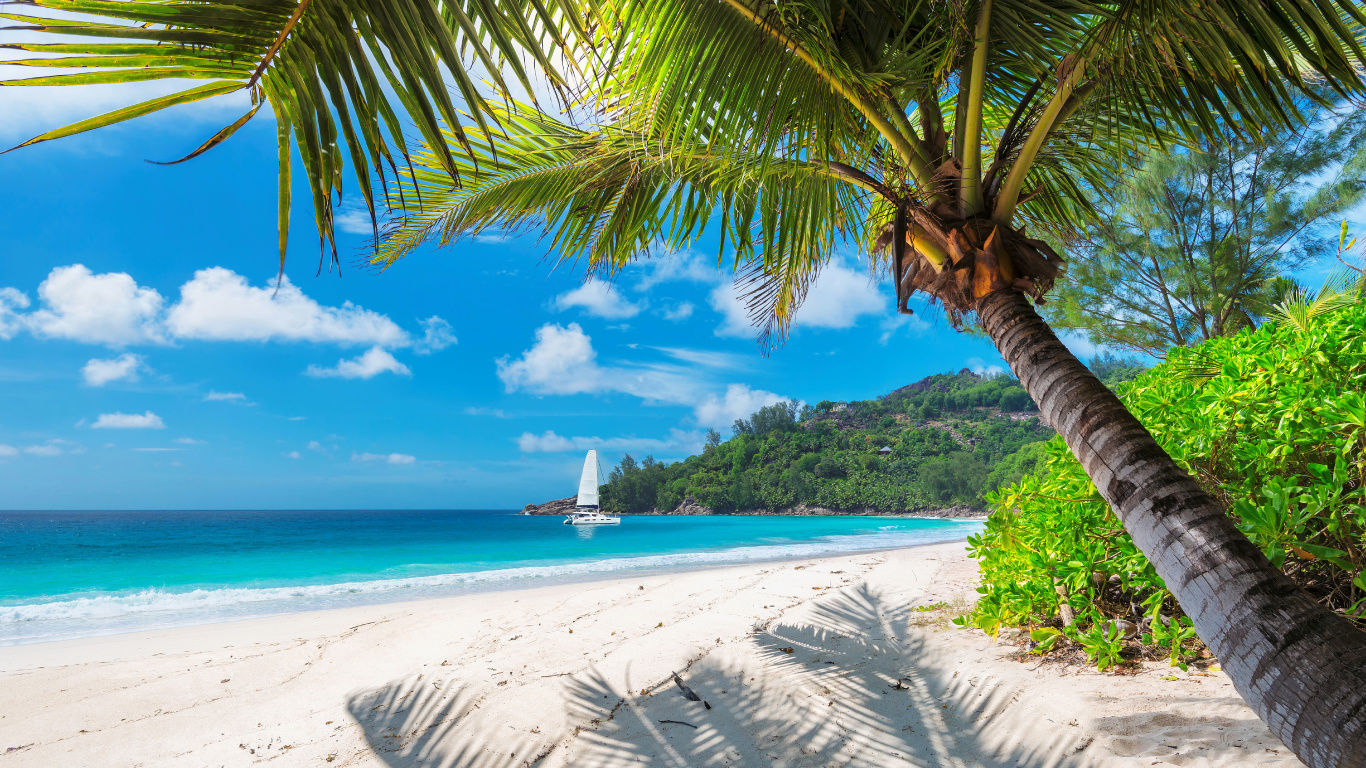 Обои тропическая зона, Пальма, Карибский бассейн, пляж, берег в разрешении 1366x768