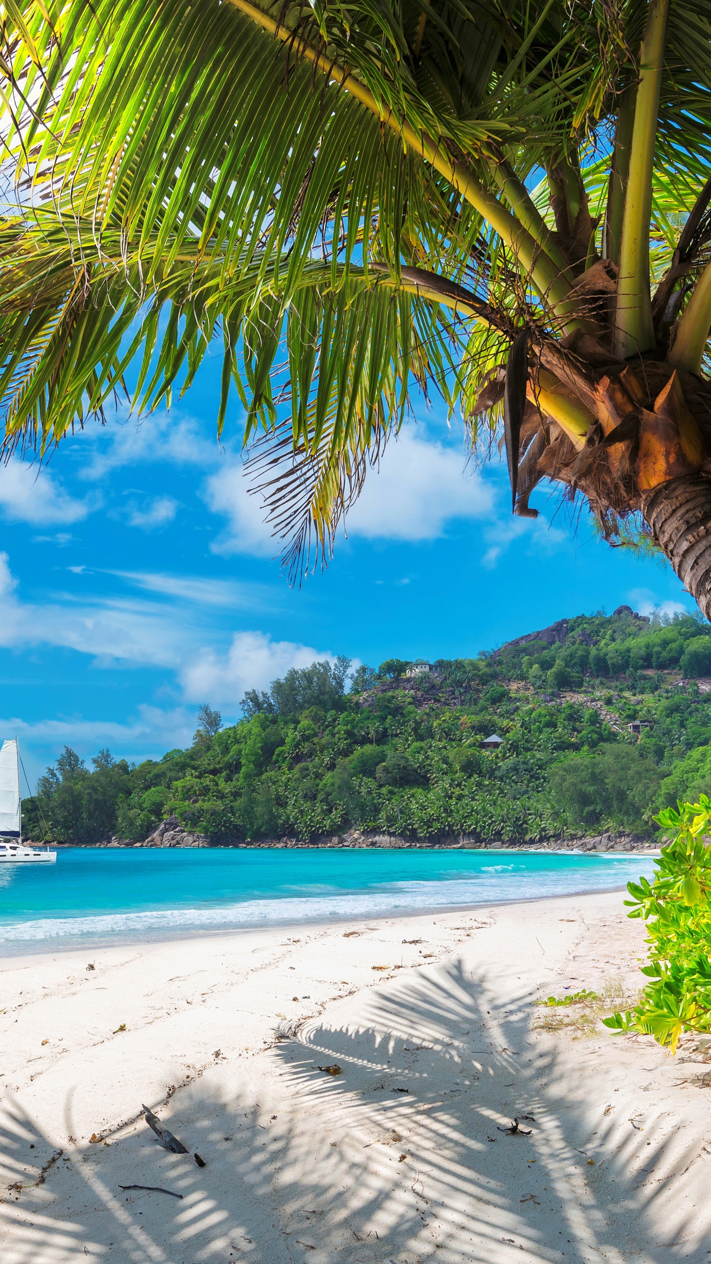 Обои тропическая зона, Пальма, Карибский бассейн, пляж, берег в разрешении 1440x2560