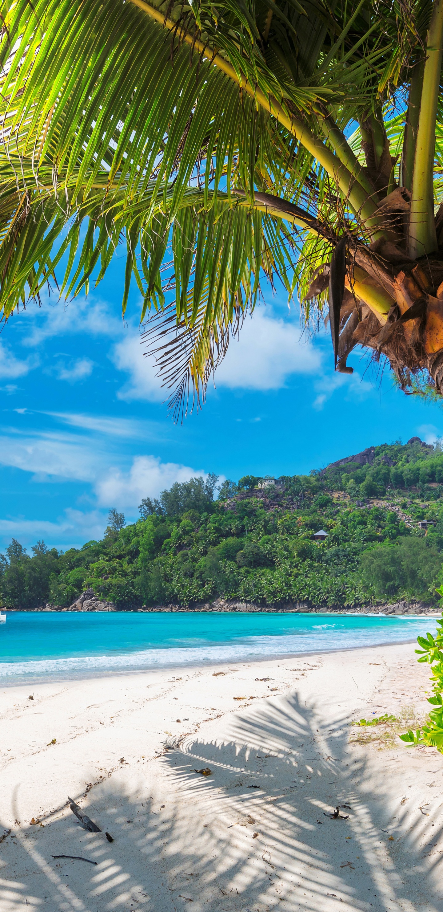 Обои тропическая зона, Пальма, Карибский бассейн, пляж, берег в разрешении 1440x2960
