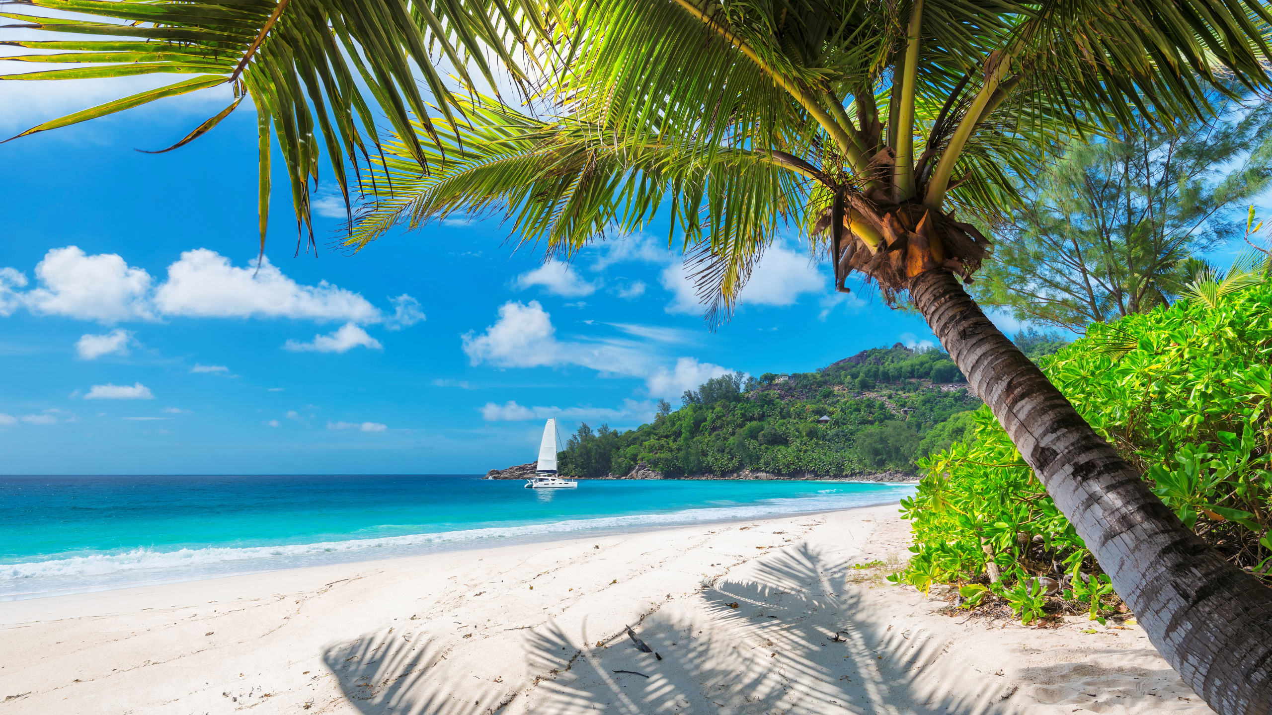 Обои тропическая зона, Пальма, Карибский бассейн, пляж, берег в разрешении 2560x1440
