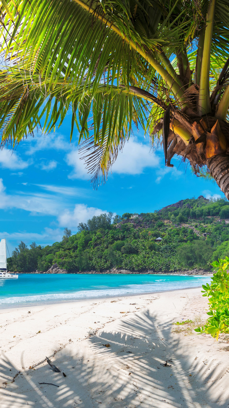Обои тропическая зона, Пальма, Карибский бассейн, пляж, берег в разрешении 750x1334