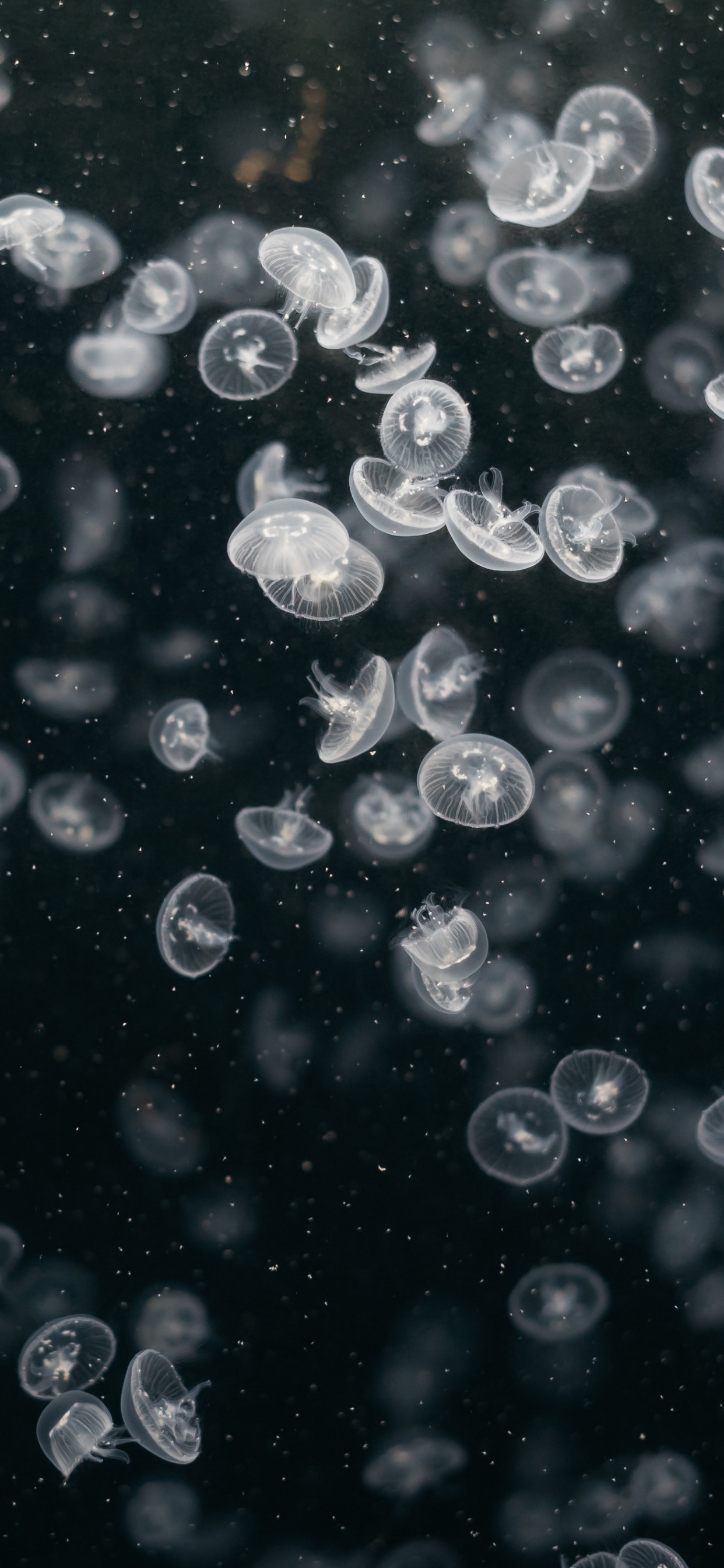 Обои вода, узор, круг, жидкость пузырь, космос в разрешении 1242x2688