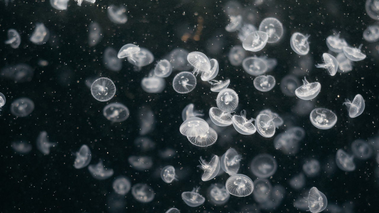 Обои вода, узор, круг, жидкость пузырь, космос в разрешении 1280x720