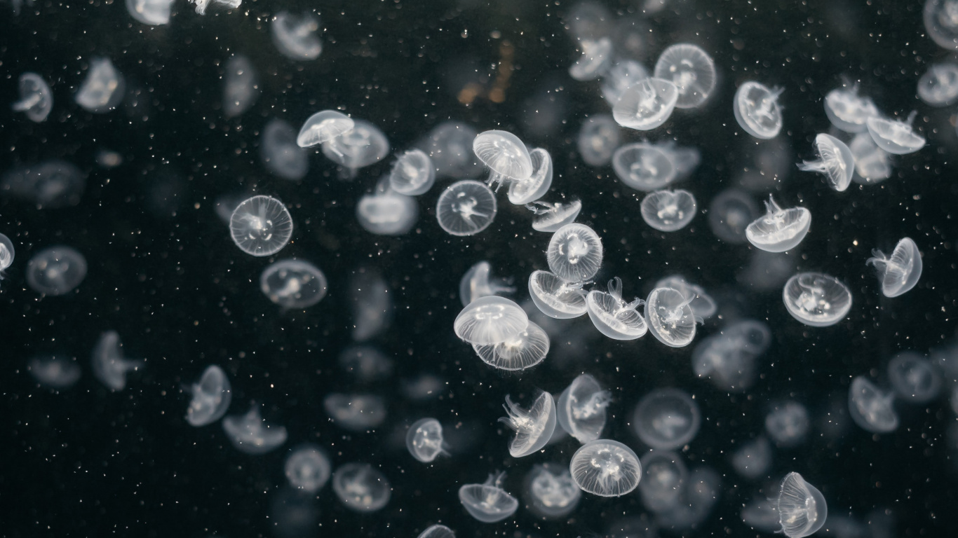 Обои вода, узор, круг, жидкость пузырь, космос в разрешении 1366x768