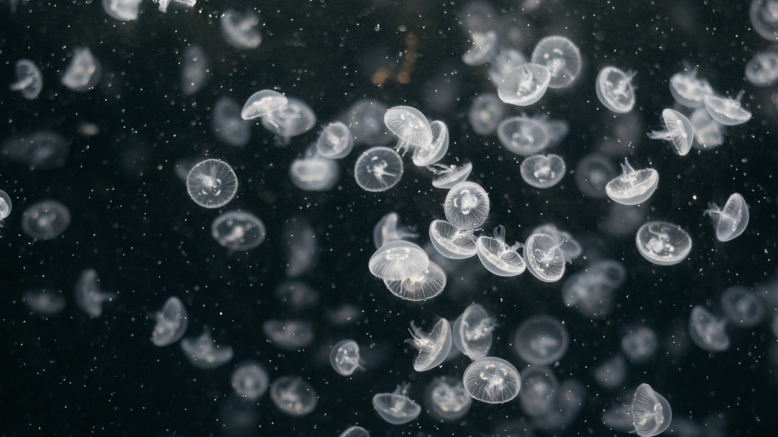 Обои вода, узор, круг, жидкость пузырь, космос в разрешении 2560x1440