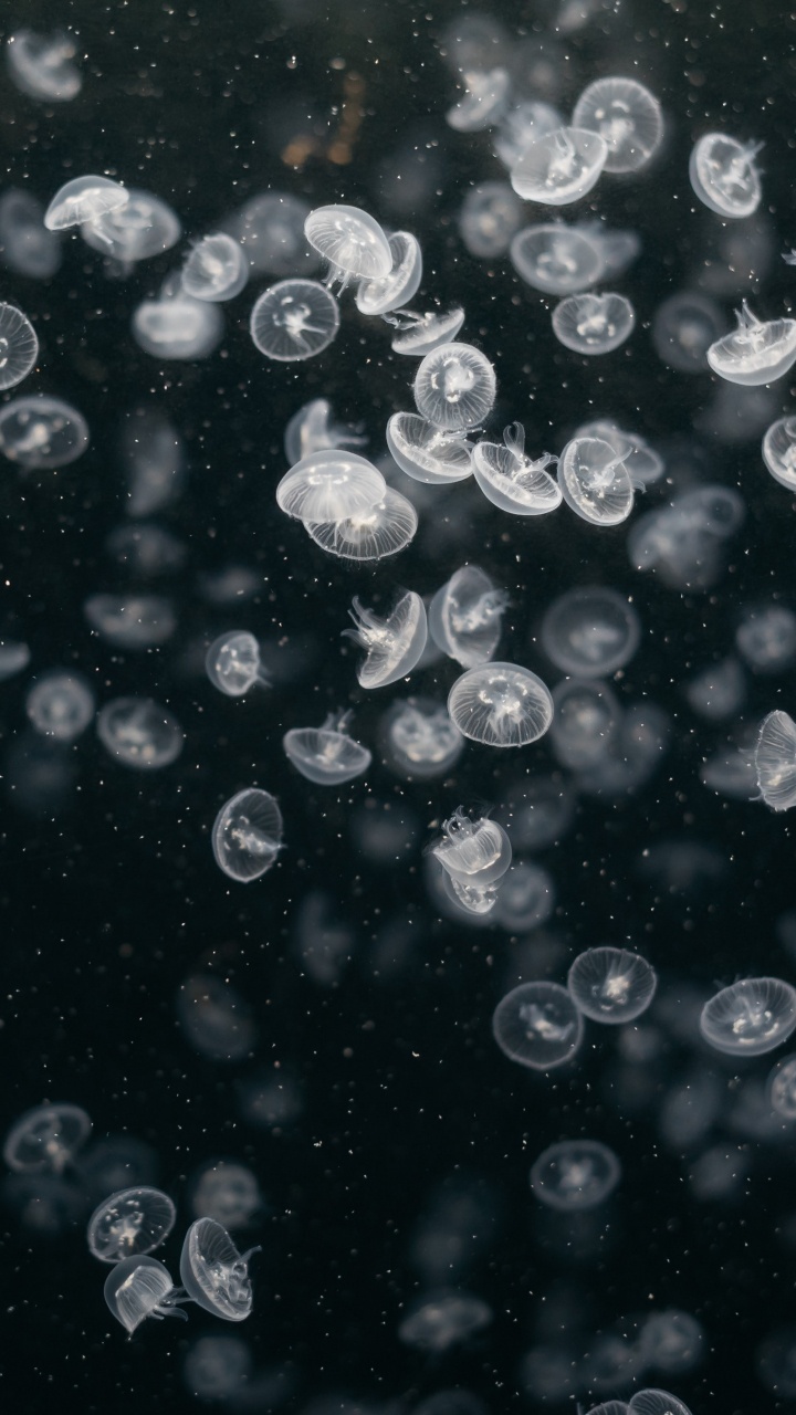 Обои вода, узор, круг, жидкость пузырь, космос в разрешении 720x1280