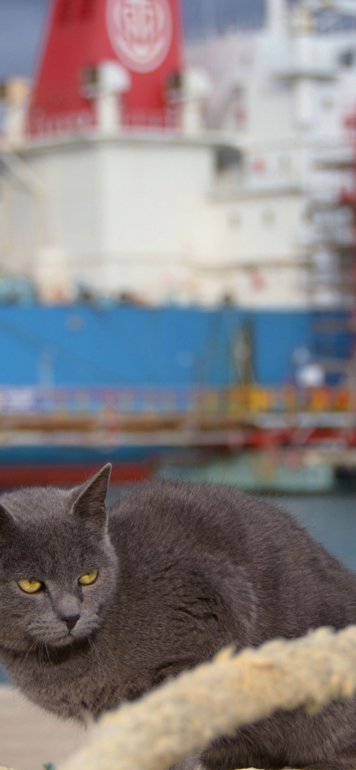 Обои море, судно, кошки малого и среднего размера, лодка в разрешении 1242x2688