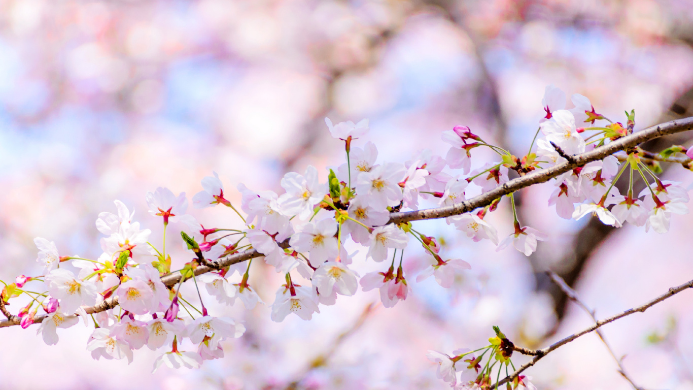 Обои расцвет, цветок, дневное время, растение, лепесток в разрешении 1366x768